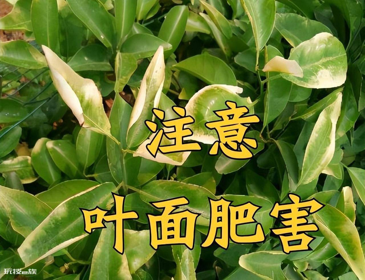 叶面肥什么时候打效果好(这样施叶面肥能达到最佳效果)-图片8